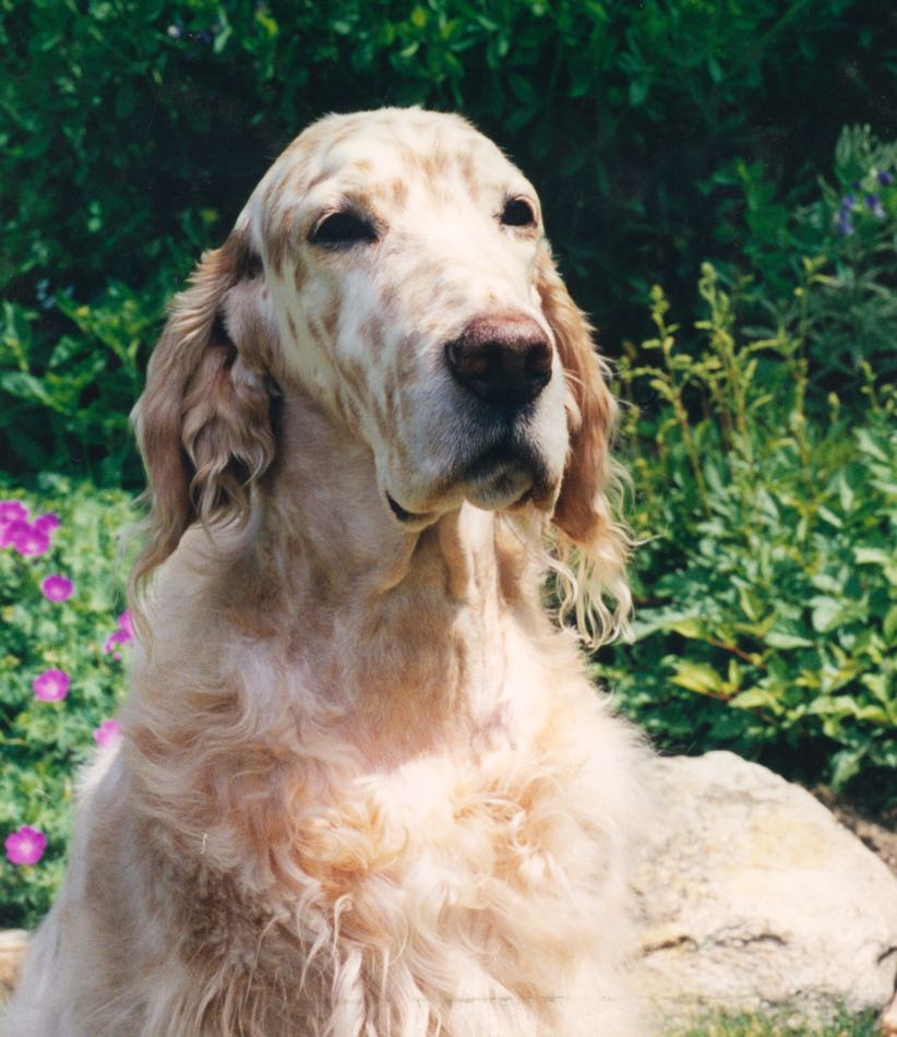 therapy dog Beatrice, an orange Belton English Setter poses in front of a garden of flowering plants