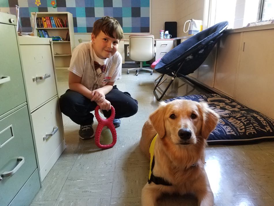 Maggie, a golden retriever, is a therapy dog in training 