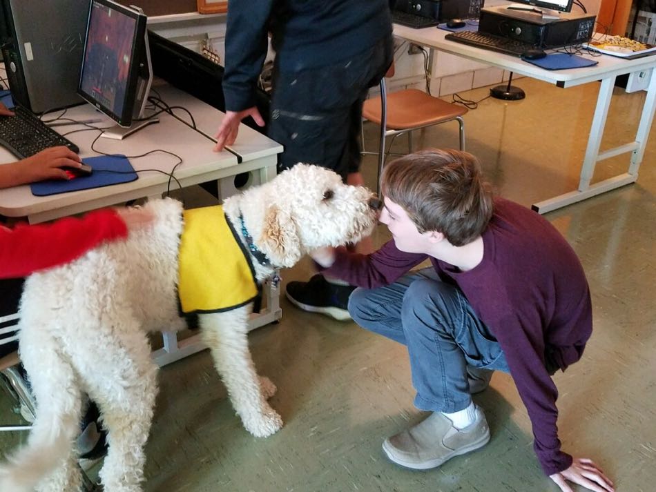 Jackson, a cream labradoodle, wears a yellow therapy dog training vest and greets a student at the school