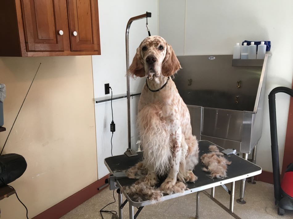 English Setter King sits atop the grooming table