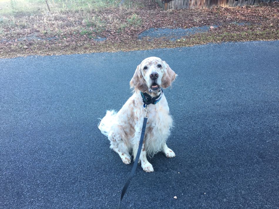 English Setter King poses for a photo on his walk