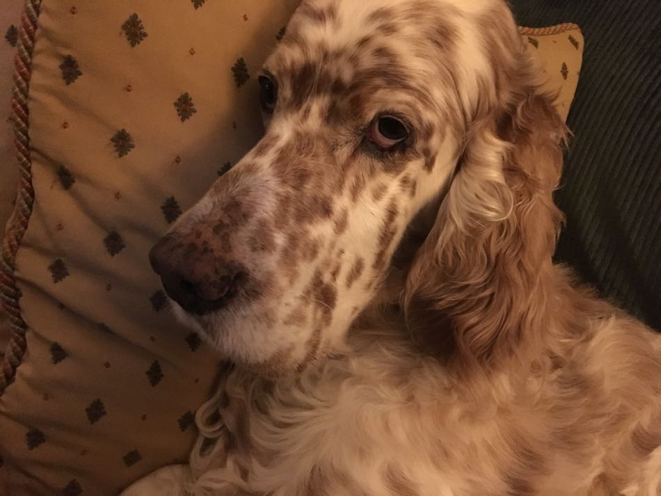 English Setter King rests his head on the sofa pillow