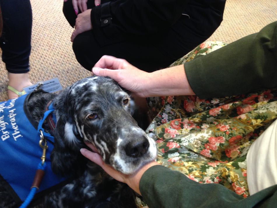 blue belton English Setter Lily is petted by two girls sitting next to her on the floor