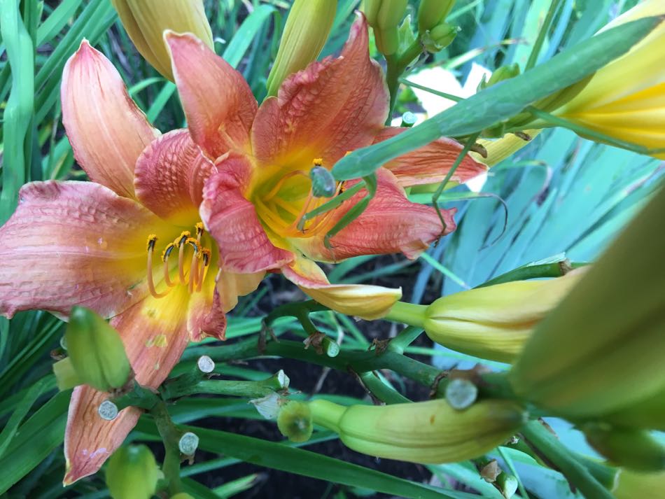 Electric green praying mantis is hidden in the daylily leaves