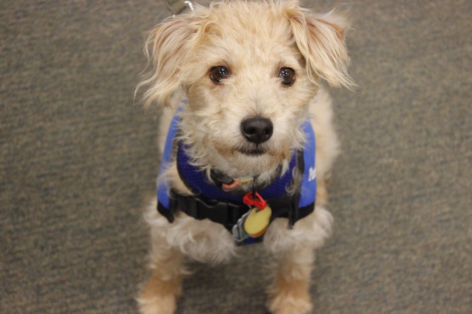 small white and tan colored dog sits looking up at camera