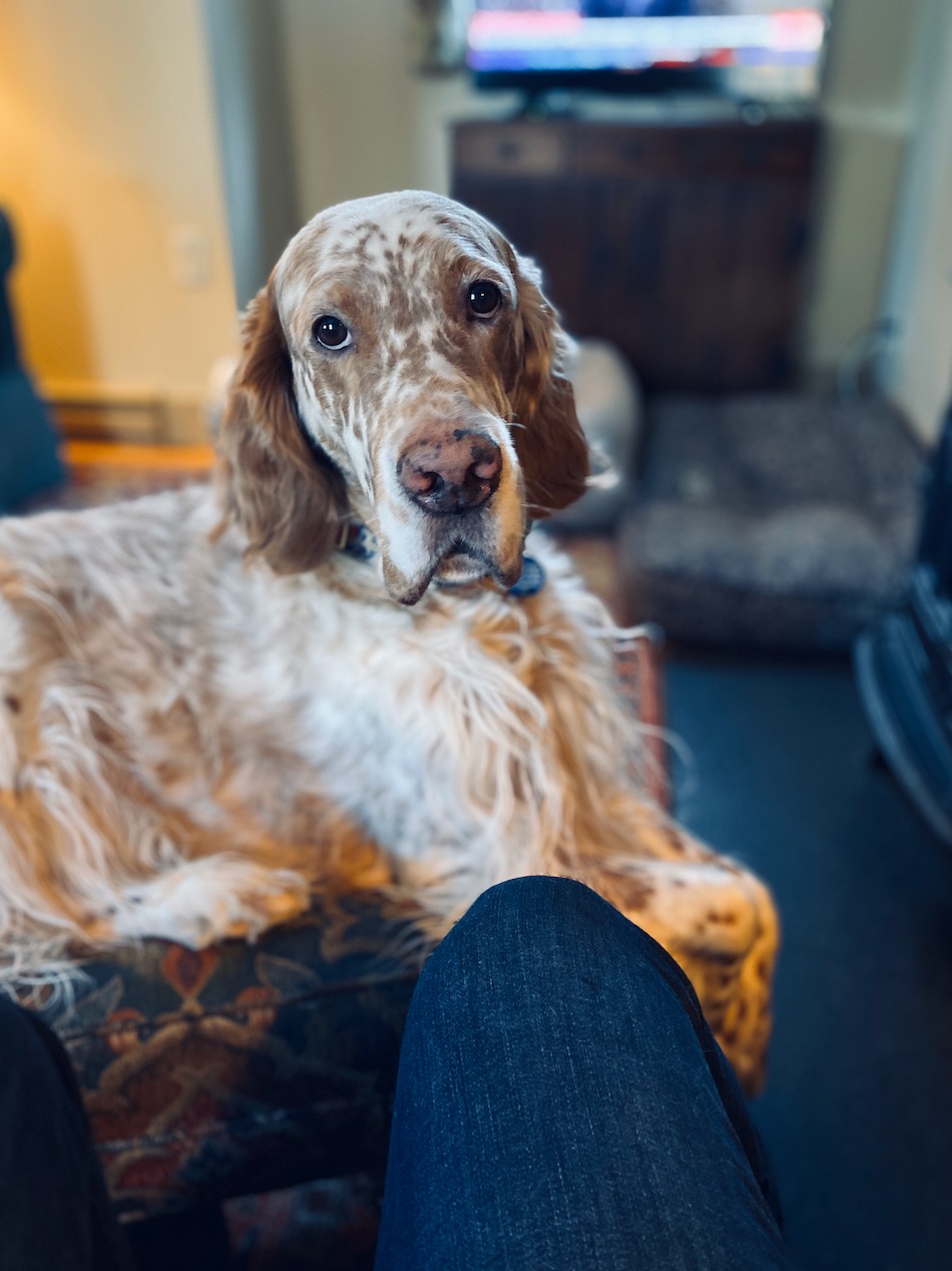 English setter Teach sits on footstool looking at me