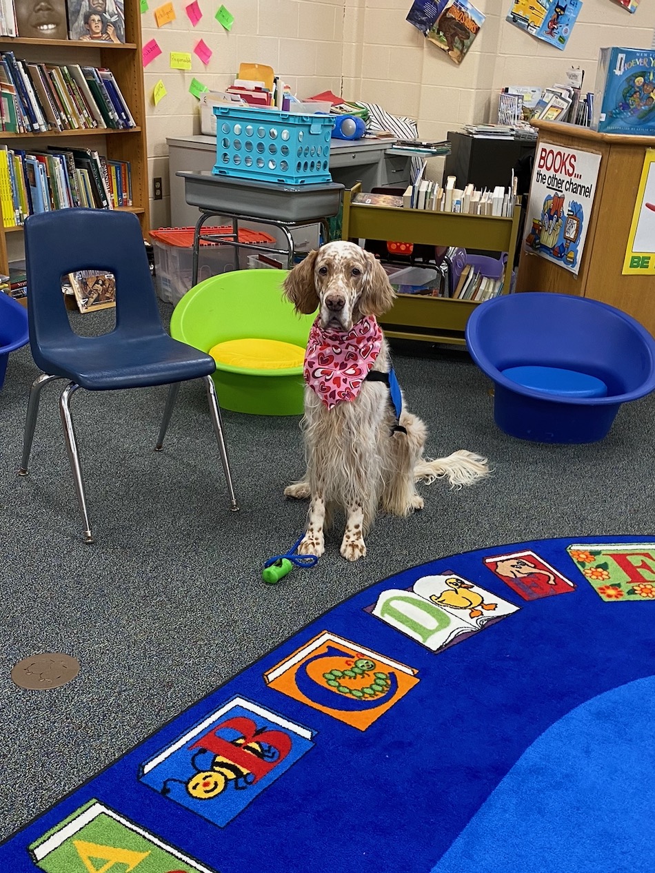 orange and white colored dog wearing pink bandana sits by the alphabet rug