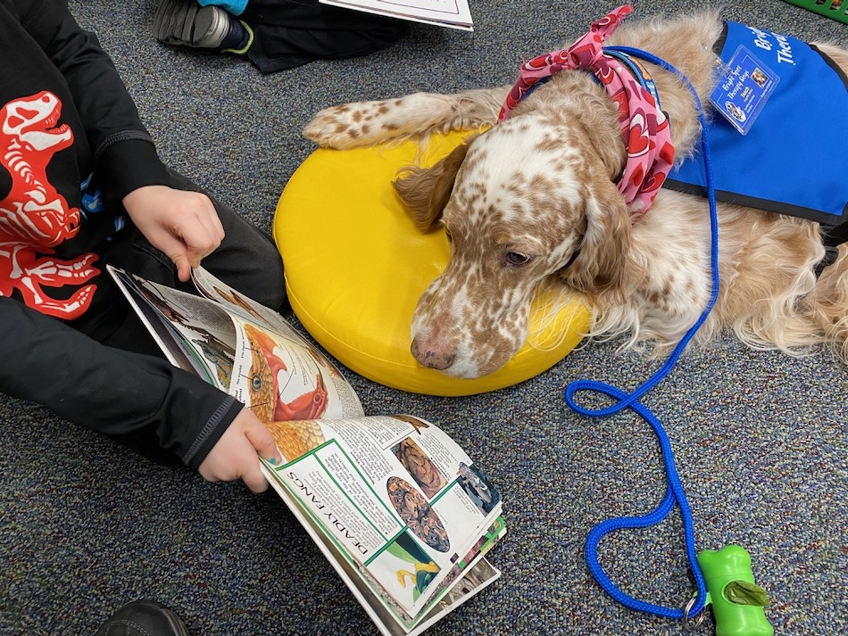 orange and white colored dog wearing pink bandana sits by the alphabet rug