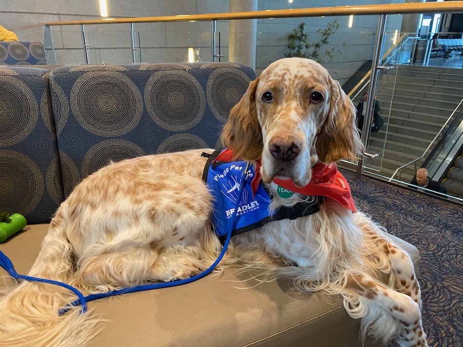 English Setter wearing blue vest and red bandana lying on a lounge