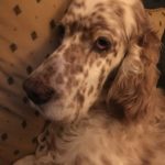 English Setter King rests his head on the sofa pillow