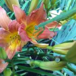 Electric green praying mantis is hidden in the daylily leaves