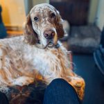 English setter Teach sits on footstool looking at me