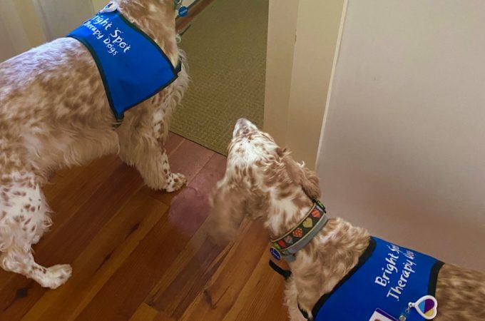 therapy dogs ,english setters, hospice visits